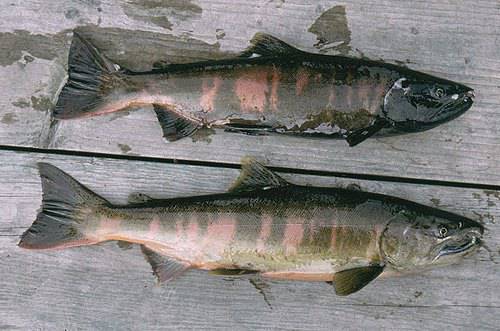 Pasifik Somonu - Japon Som Balığı