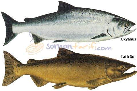 Pasifik Somonu - Kral Som Balığı