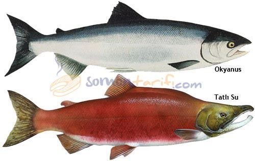 Pasifik Somonu - Kızıl Som Balığı
