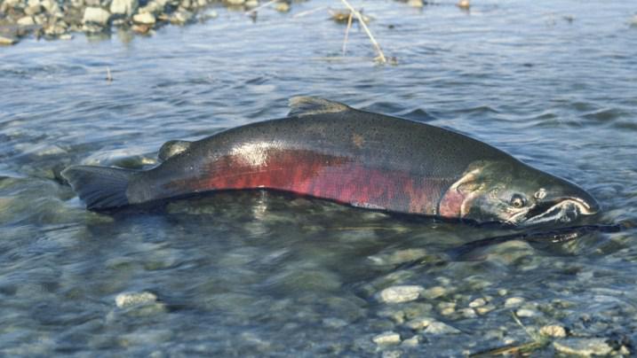 Somon Balığı Üremek İçin Nehirlerin İç Kısımlarına Kadar İlerler