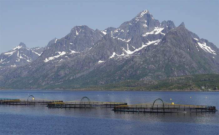 Norveç'te Somon Balığı Üretimi, Norveç Somonu